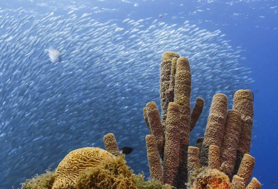 cientificos-advierten-sobre-la-acidificacion-de-los-oceanos