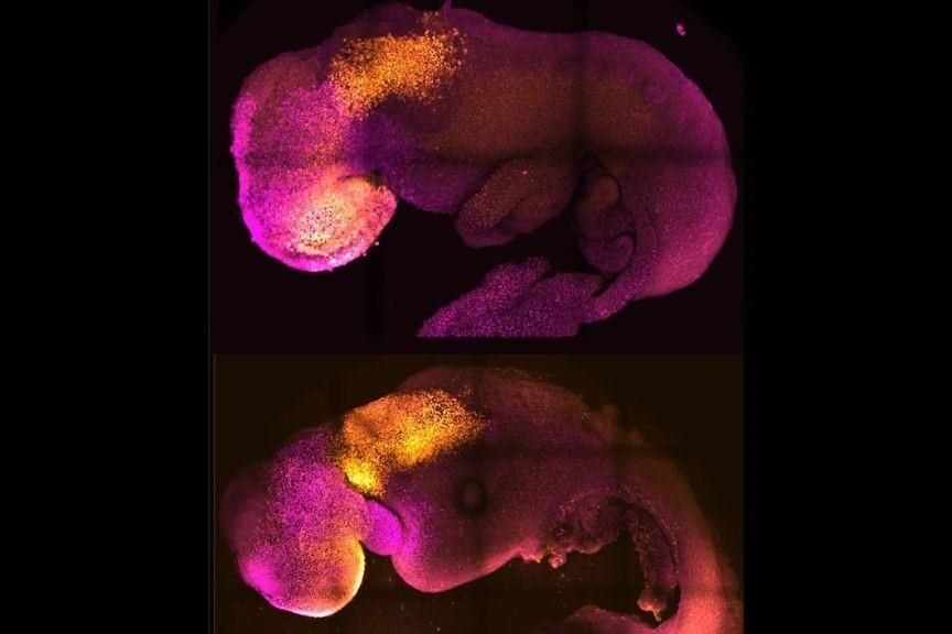 cientificos-crean-embriones-sinteticos-sin-ovulos-ni-esperma-en-ratones