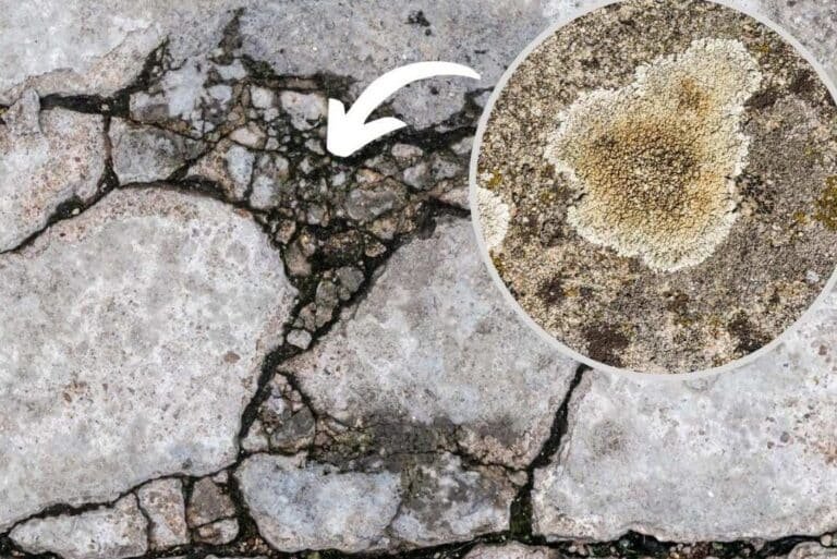 cientificos-desarrollan-un-hormigon-que-se-repara-solo-con-bacterias