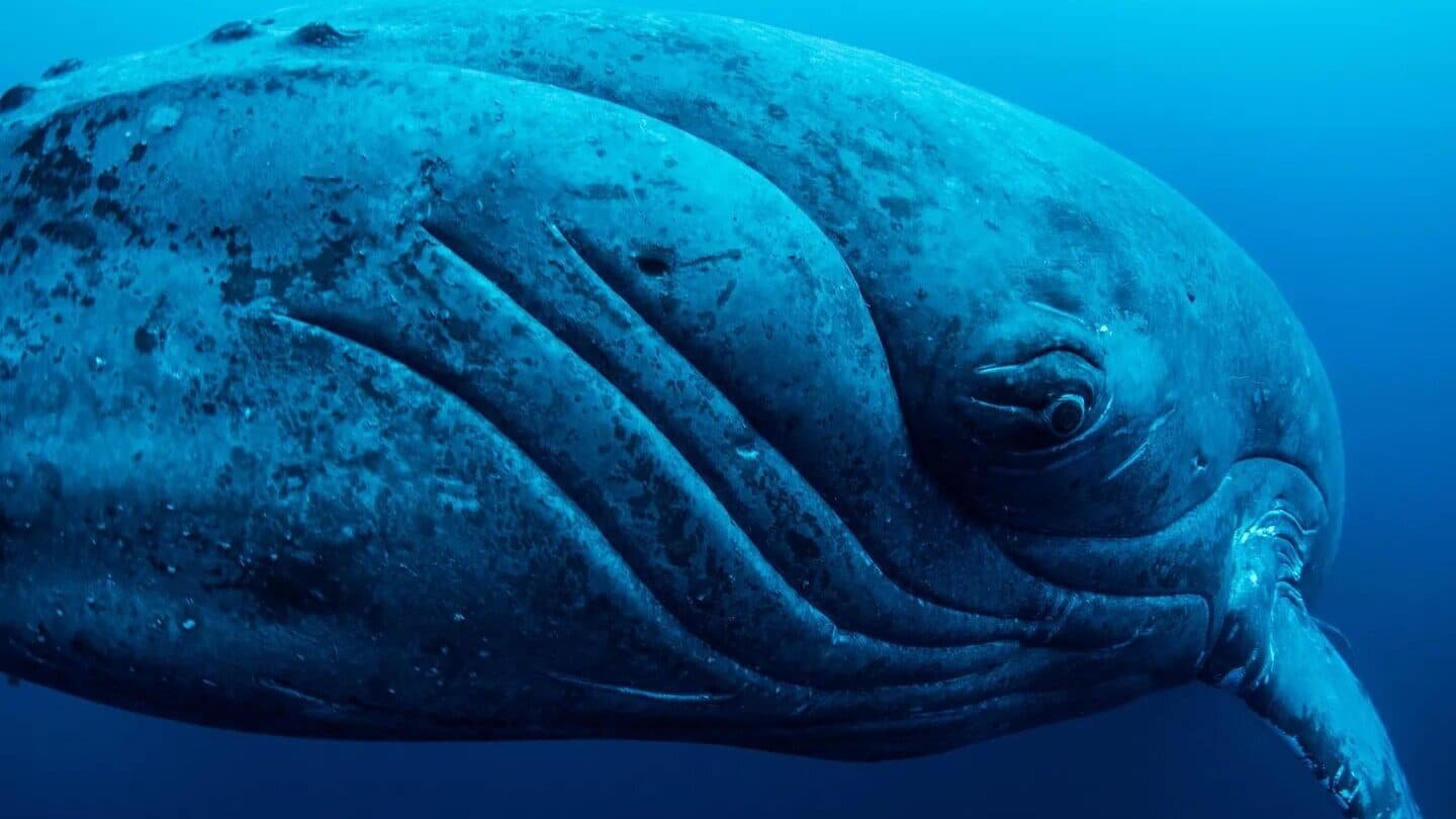 cientificos-descubren-como-las-ballenas-ayudan-a-enfriar-el-clima