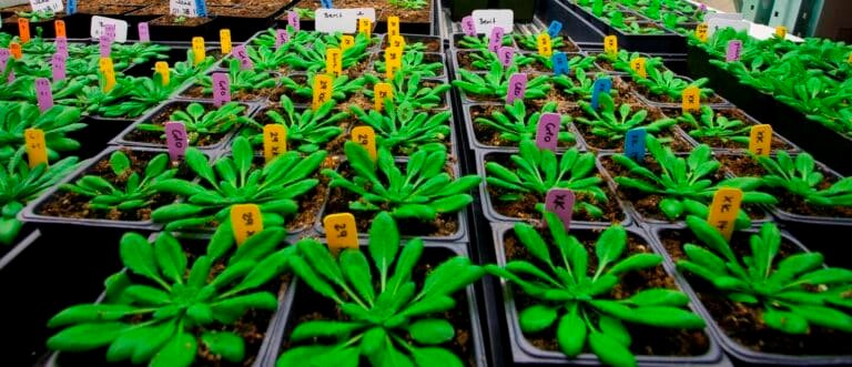 cientificos-descubren-como-las-plantas-se-adaptan-al-estres-hidrico