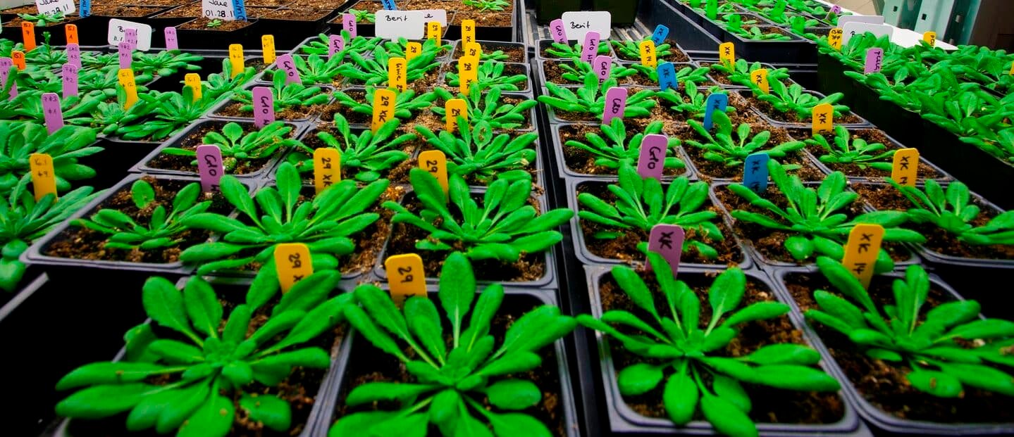 cientificos-descubren-como-las-plantas-se-adaptan-al-estres-hidrico