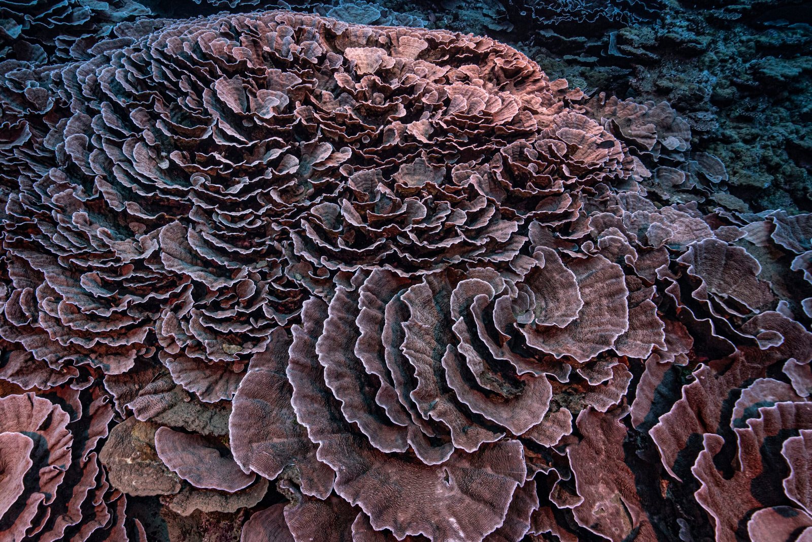cientificos-descubren-un-arrecife-de-coral-gigante-en-tahiti