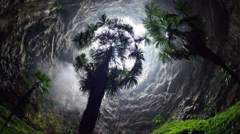 cientificos-descubren-un-bosque-antiguo-en-un-sumidero-gigante