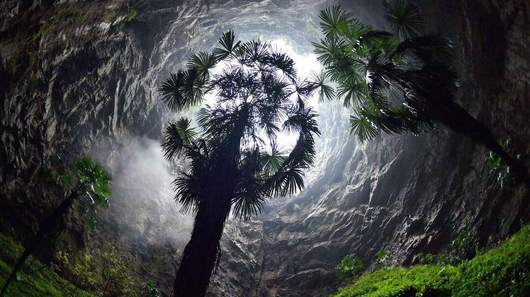 cientificos-descubren-un-bosque-antiguo-en-un-sumidero-gigante