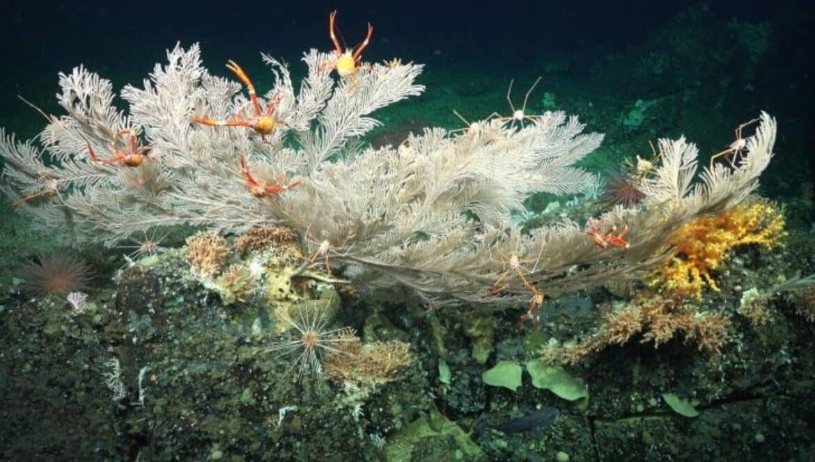 cientificos-encuentran-arrecifes-de-coral-pristinos-en-aguas-profundas