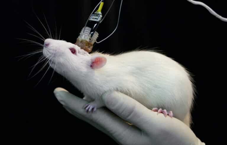 cientificos-logran-modificar-la-memoria-de-miedo-en-ratones