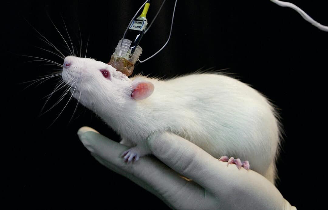 cientificos-logran-modificar-la-memoria-de-miedo-en-ratones