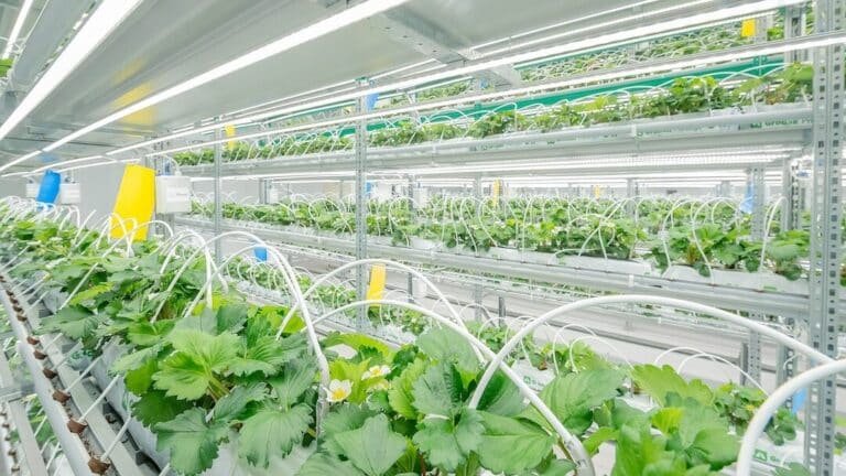 como-la-agricultura-vertical-esta-ahorrando-agua-y-espacio