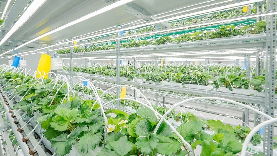 como-la-agricultura-vertical-esta-ahorrando-agua-y-espacio