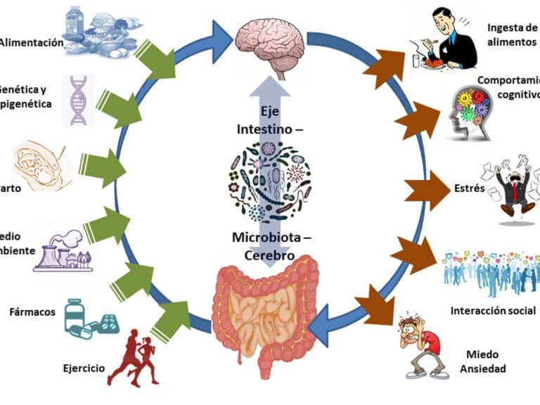 como-la-microbiota-intestinal-influye-en-el-comportamiento-social