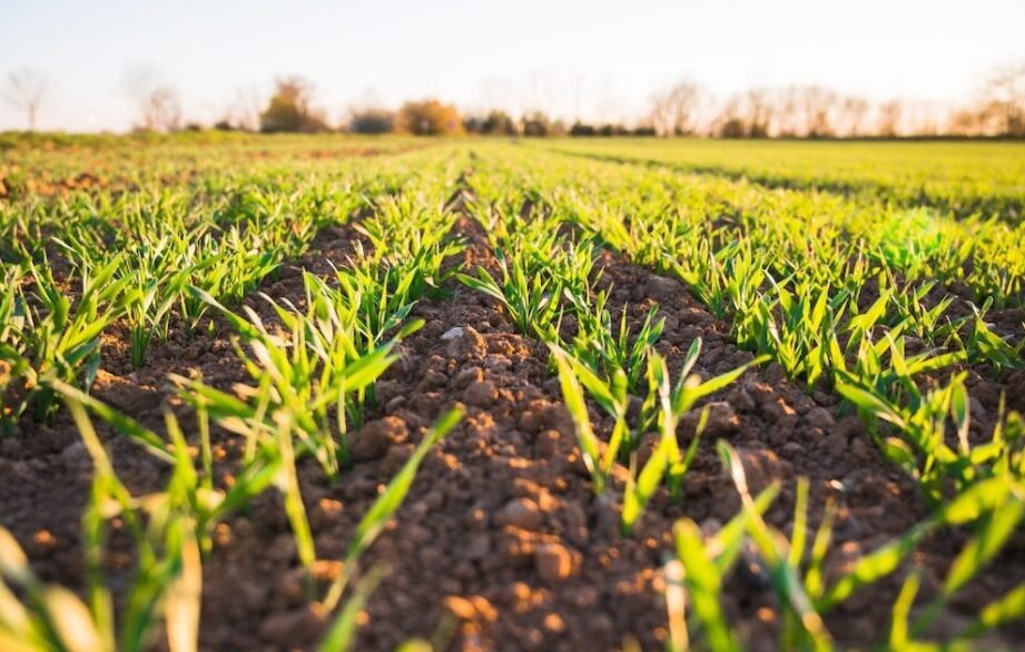 el-auge-de-la-agricultura-regenerativa-para-salvar-el-suelo