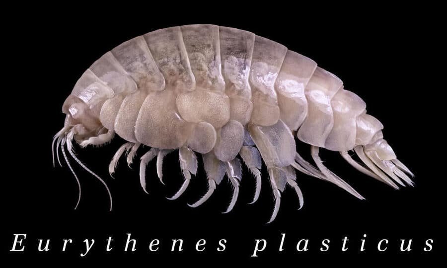 el-descubrimiento-de-nuevas-especies-en-las-fosas-oceanicas