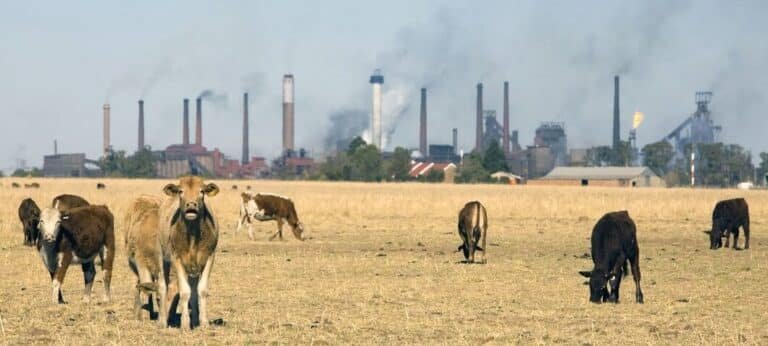 el-impacto-de-la-ganaderia-industrial-en-las-emisiones-de-metano