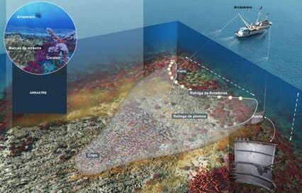el-impacto-de-la-pesca-de-arrastre-en-el-fondo-marino