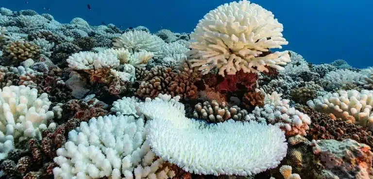 el-impacto-de-los-protectores-solares-en-los-arrecifes-de-coral