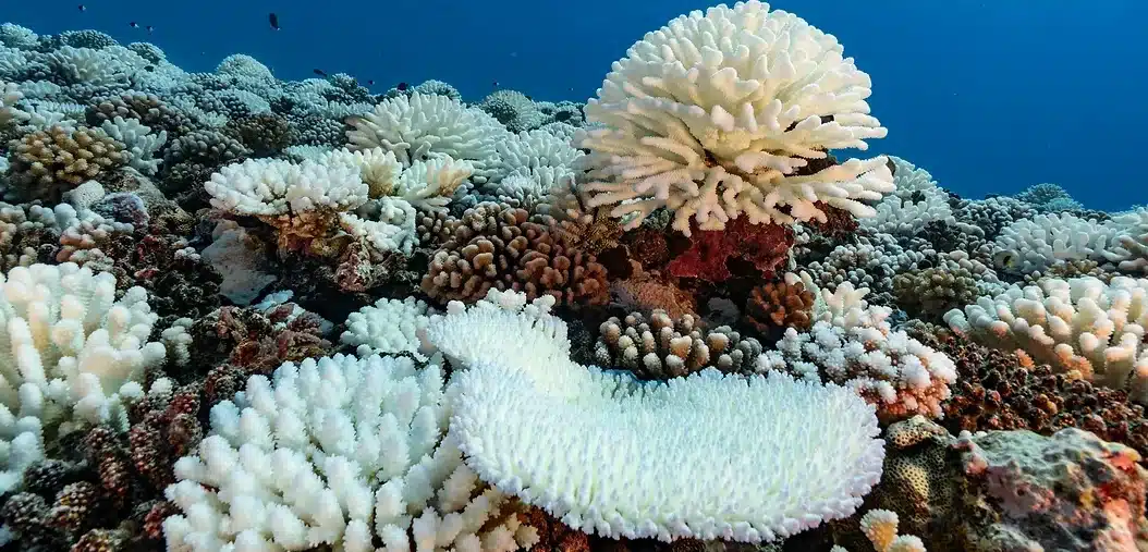 el-impacto-de-los-protectores-solares-en-los-arrecifes-de-coral