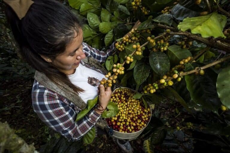 el-impacto-del-cambio-climatico-en-la-produccion-de-cafe-y-chocolate