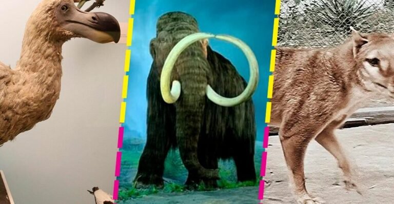 el-regreso-de-especies-extintas-proyectos-de-des-extincion
