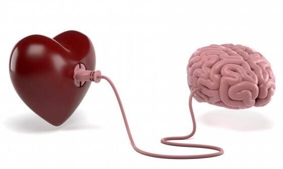 la-biologia-detras-del-enamoramiento-y-el-apego