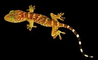 la-fisica-de-la-adhesion-de-los-geckos-y-nuevos-pegamentos
