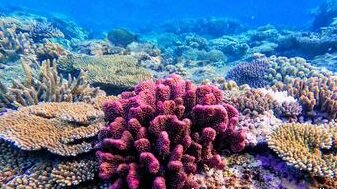 la-gran-barrera-de-coral-muestra-signos-de-recuperacion-sorprendentes