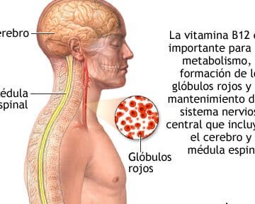 la-importancia-de-la-vitamina-b12-para-el-sistema-nervioso