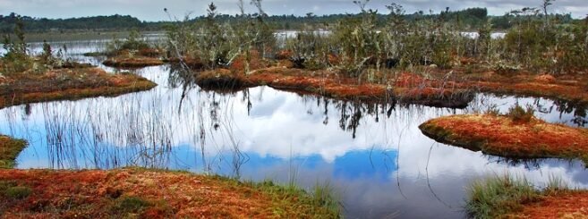 la-importancia-de-las-turberas-para-el-almacenamiento-de-carbono