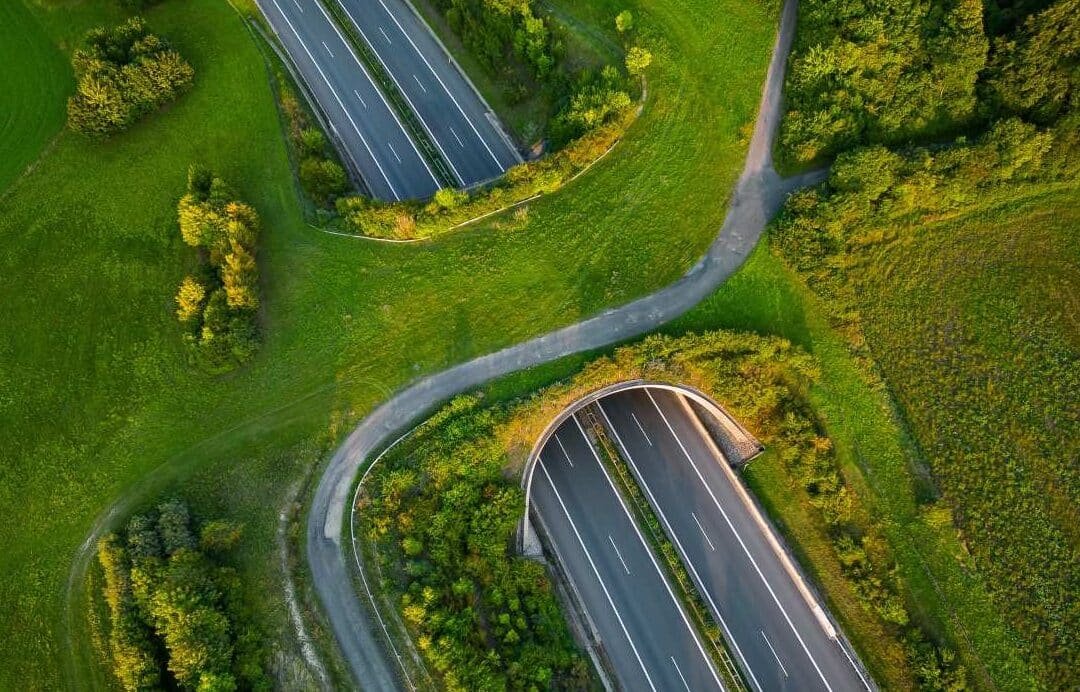 la-importancia-de-los-corredores-de-vida-silvestre-para-la-fauna