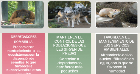 la-importancia-de-los-depredadores-tope-para-el-equilibrio-ecologico