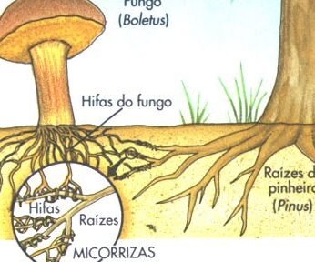 la-importancia-de-los-hongos-micorrizicos-para-los-arboles