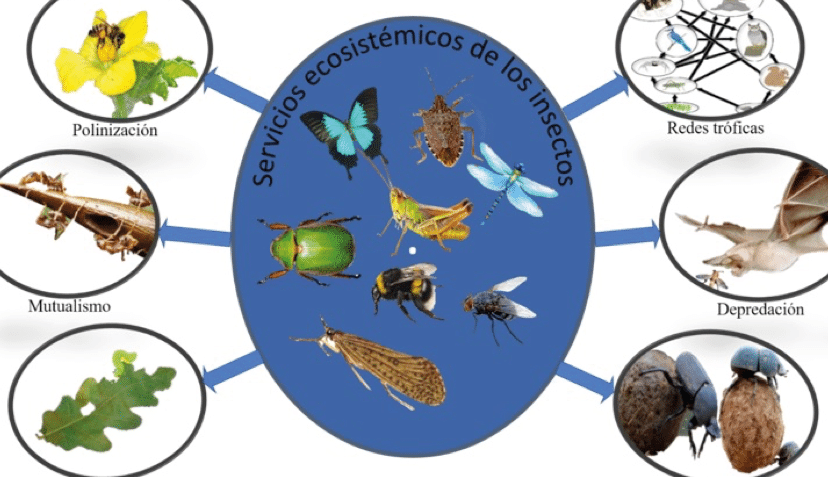 la-importancia-de-los-insectos-descomponedores
