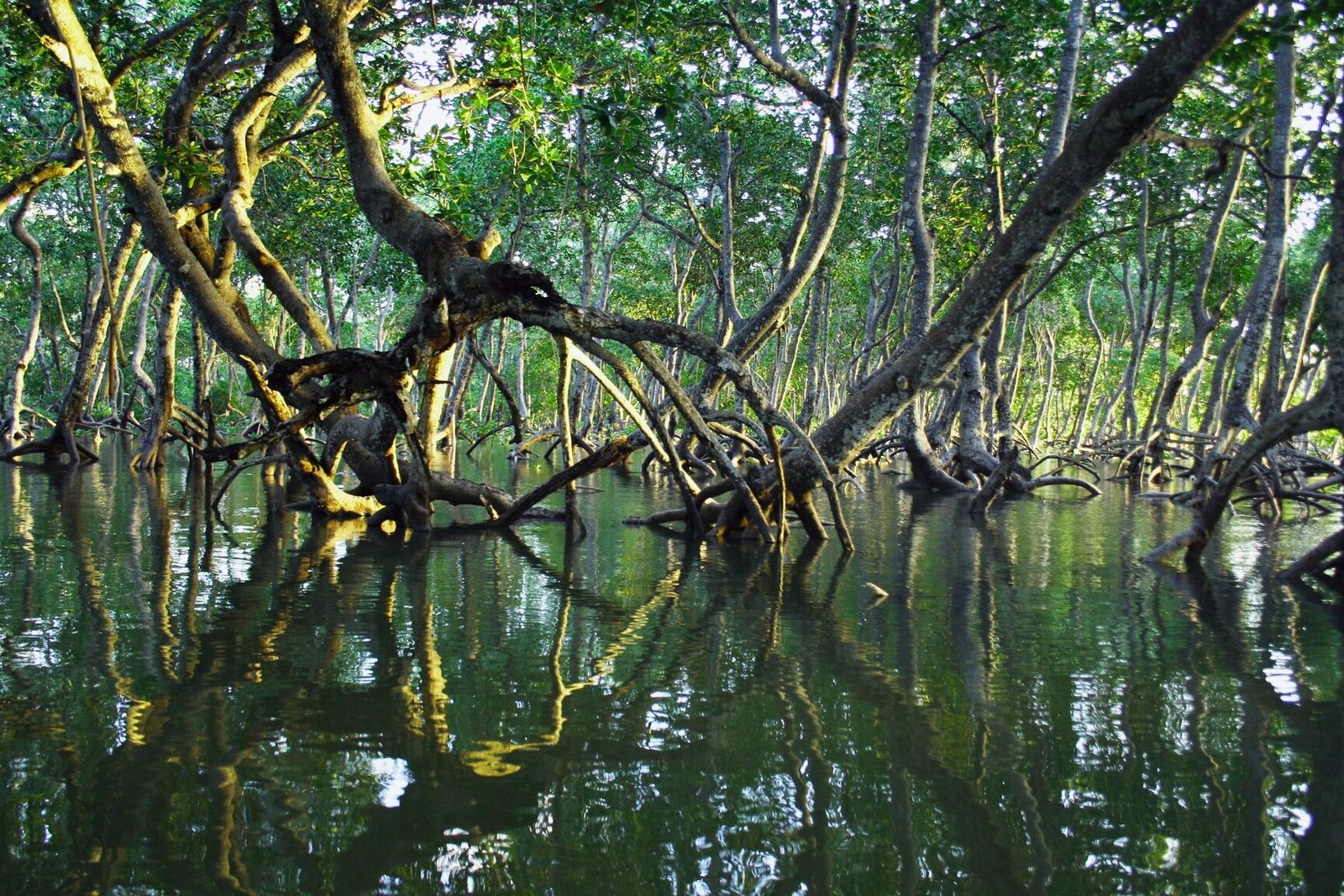 la-importancia-de-los-manglares-para-proteger-las-costas-de-tormentas