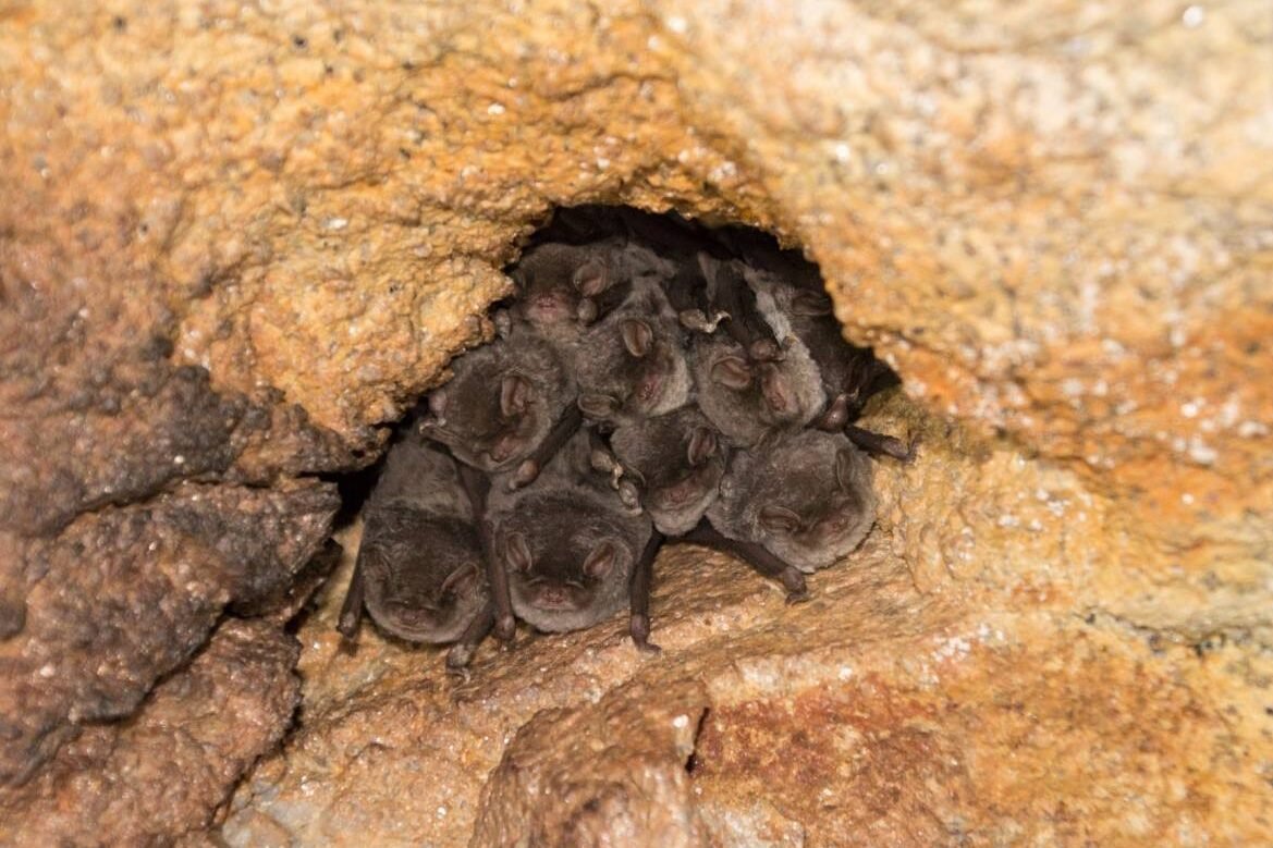 la-importancia-de-los-murcielagos-en-el-control-de-plagas