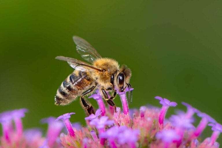 la-importancia-de-los-polinizadores-silvestres-mas-alla-de-las-abejas