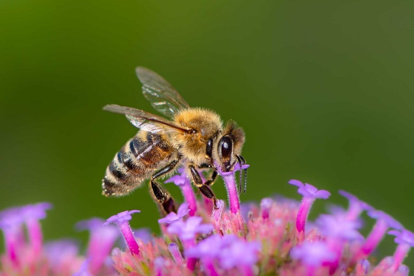 la-importancia-de-los-polinizadores-silvestres-mas-alla-de-las-abejas