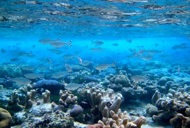 la-importancia-de-los-santuarios-marinos