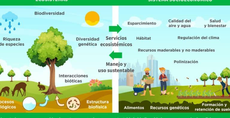 la-importancia-de-los-servicios-ecosistemicos