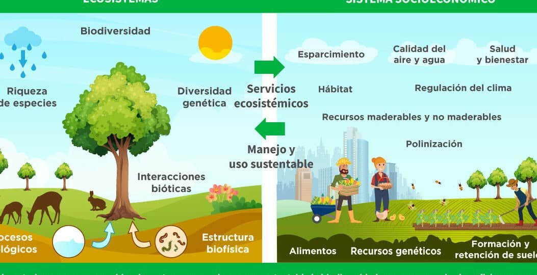 la-importancia-de-los-servicios-ecosistemicos