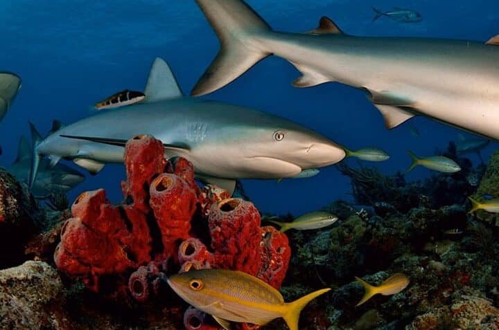 la-importancia-de-los-tiburones-para-la-salud-de-los-oceanos