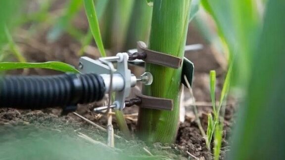 la-tecnologia-de-sensores-de-plantas-para-optimizar-el-riego