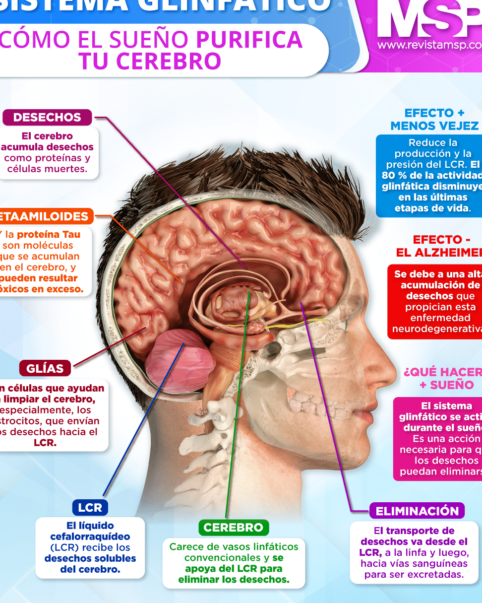 por-que-el-sistema-linfatico-es-clave-para-la-desintoxicacion-del-cerebro