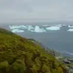 por-que-la-antartida-se-esta-volviendo-verde