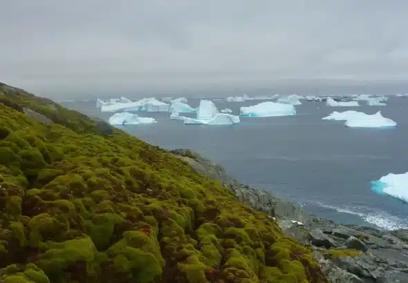 por-que-la-antartida-se-esta-volviendo-verde