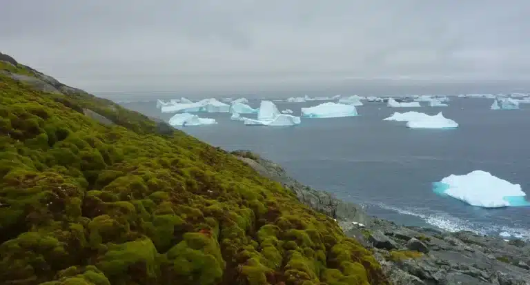 por-que-la-antartida-se-esta-volviendo-verde