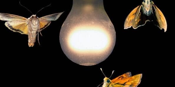 por-que-la-contaminacion-luminica-esta-afectando-a-los-insectos