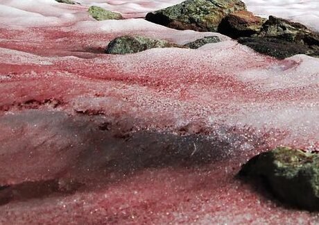 por-que-la-nieve-de-los-alpes-se-esta-volviendo-roja-algas