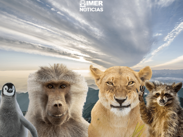 por-que-la-renaturalizacion-rewilding-esta-ganando-popularidad