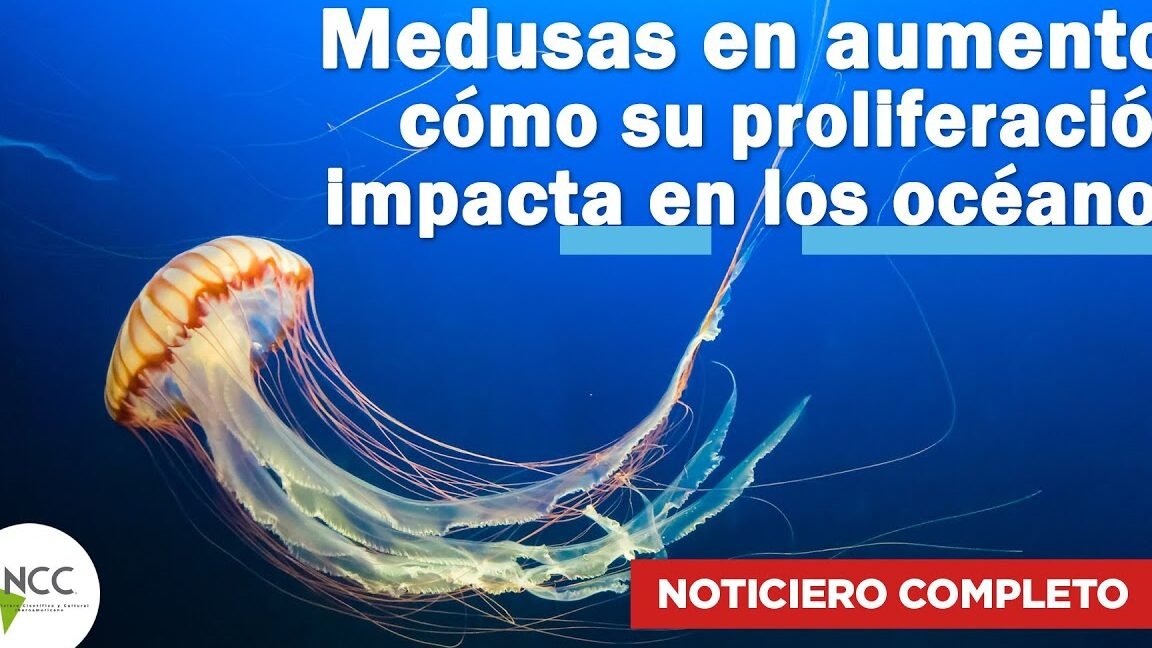 por-que-las-medusas-estan-proliferando-en-los-oceanos