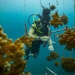 por-que-los-cientificos-estan-cultivando-corales-en-laboratorios